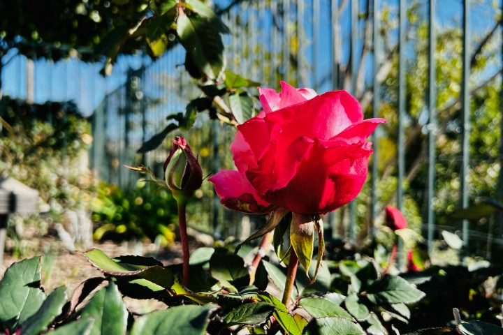 a close up of a flower