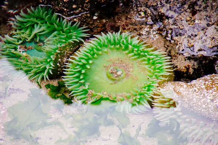 Tidepools can be found on the Oregon coast