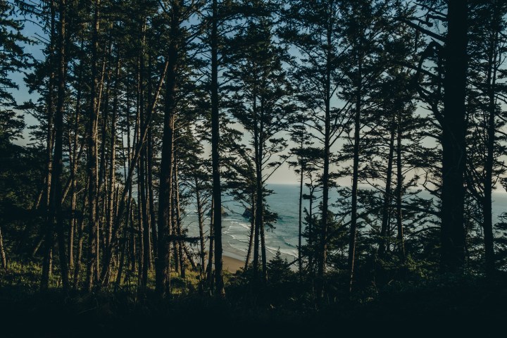 Ocean view through Oregon's coastal rainforest