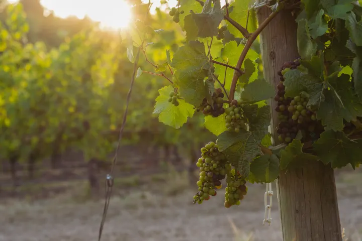 Vineyard grapes in Willamette Valley