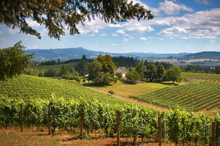 Vineyard in the Willamette Valley
